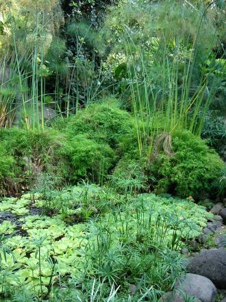 Guadeloupe :  - Parc botanique