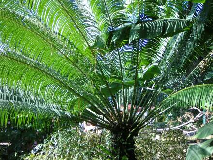 Guadeloupe : Parc botanique - palmier