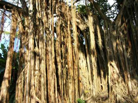 Guadeloupe :  - Botanical gardens